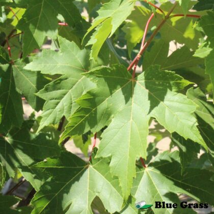 Acer_freemanii-matador-maple