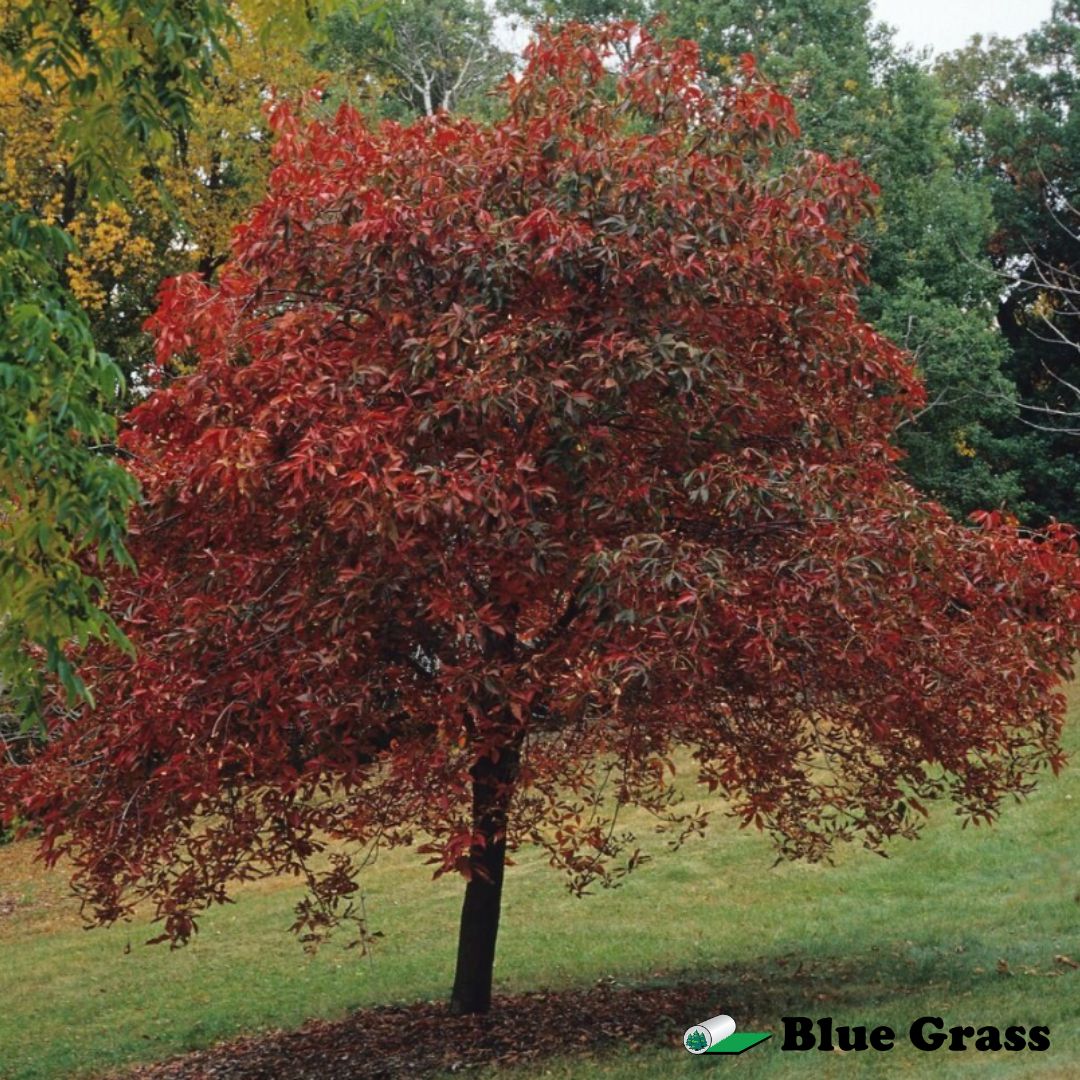Aesculus-arnoldiana-Autumn-Splendor-buckeye