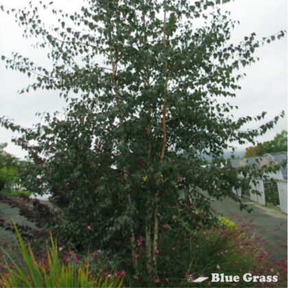 Betula-Royal-Frost-birch