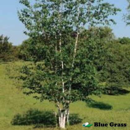 Betula-papyrifera-Varen-prairie-dream-paper-birch
