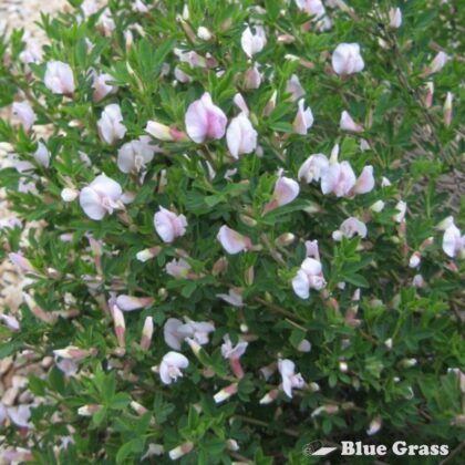 Cytisus-purpureus-purple-broom