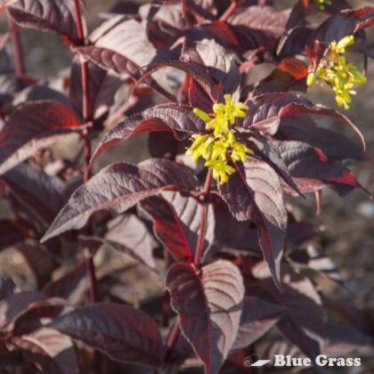 Diervilla-El-Madrigal-nightglow-honeysuckle