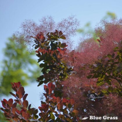 Euonymus-alatus-Select-fireball-burning-bush