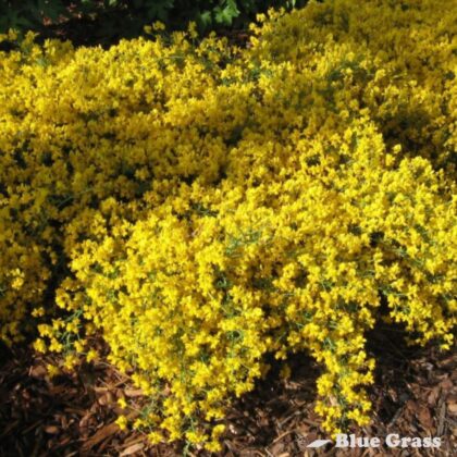 Genista-Lydia-broom