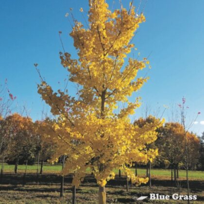 Ginkgo-biloba-Princeton-Sentry-maidenhair-tree