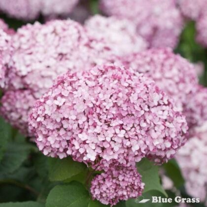 Hydrangea – Blue Grass Nursery & Garden Centre: Calgary, Edmonton