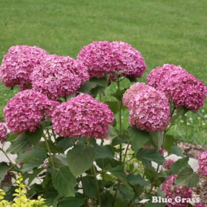 Hydrangea-arb-invincibelle-mini-mauvette-hydrangea