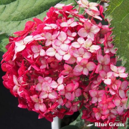 Hydrangea-arb-invincibelle-ruby-hydrangea