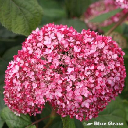 Hydrangea-arb-invincibelle-spirit-II-hydragea