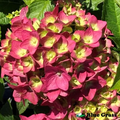 Hydrangea-mac-Bailmacfive-endless-summer-summer-crush-hydrangea