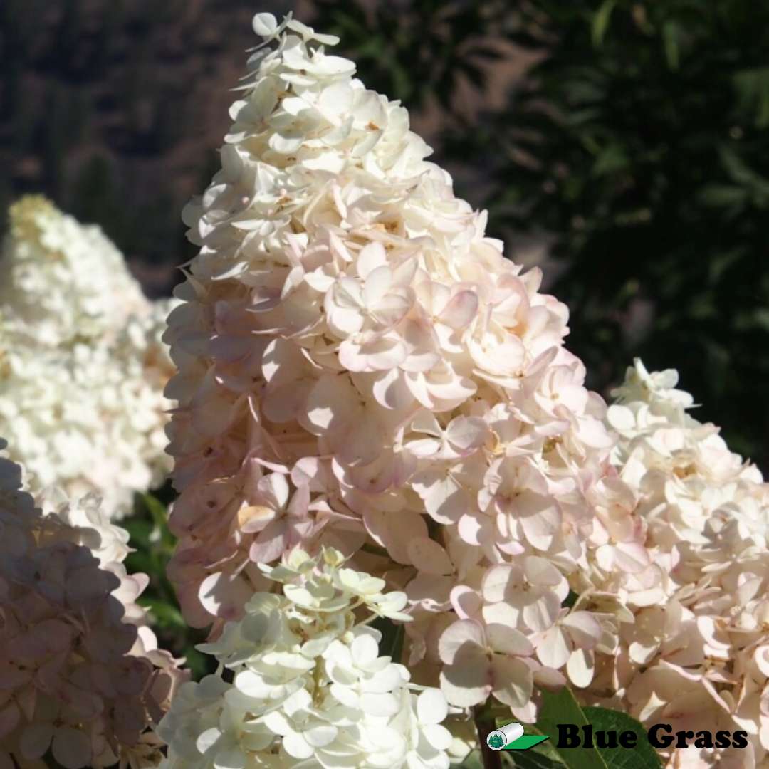 Hydrangea-pan-limelight-prime-hydrangea