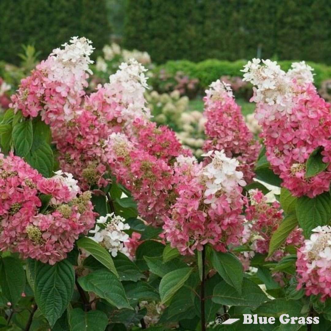 Hydrangea-pan-pinky-winky-prime-hydrangea