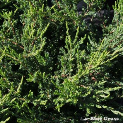Juniperus-communis-Mondap-alpine-carpet-juniper