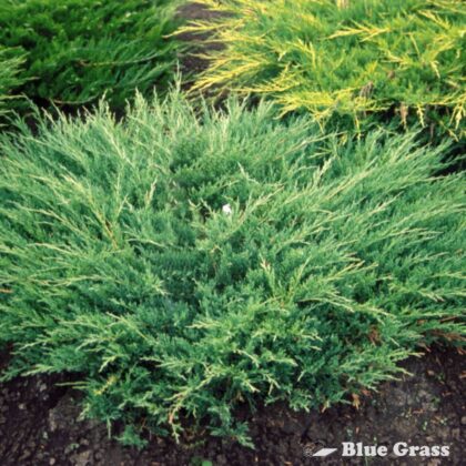 Juniperus-horizontalis-Andorra-Compact-juniper