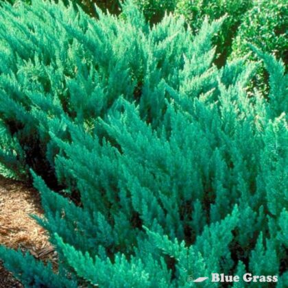 Juniperus-sabina-tamariscifolia-New-Blue-tamarix-juniper