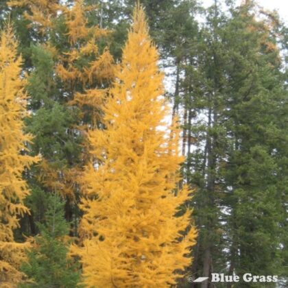 Larix-laricina-native-tarmarack-larch
