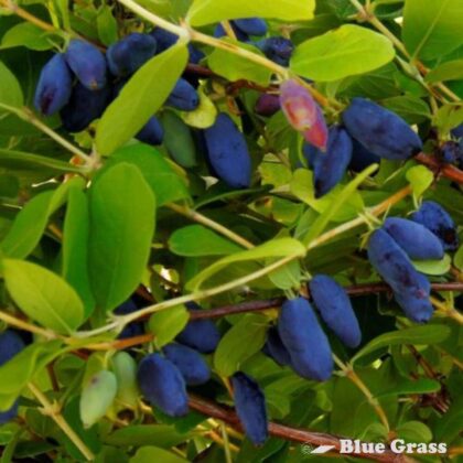Lonicera-caerulea-Honey-Bee-haskap