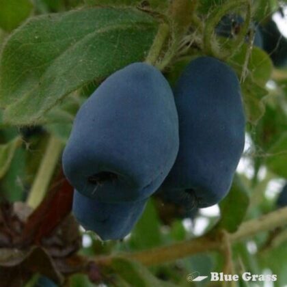 Lonicera-caerulea-kamtschatica-Indigo-Gem-haskap