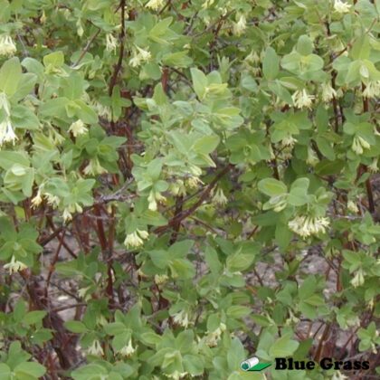 Lonicera-caerulea-kamtschatica-Polar-Jewel-honeyberry-haskap