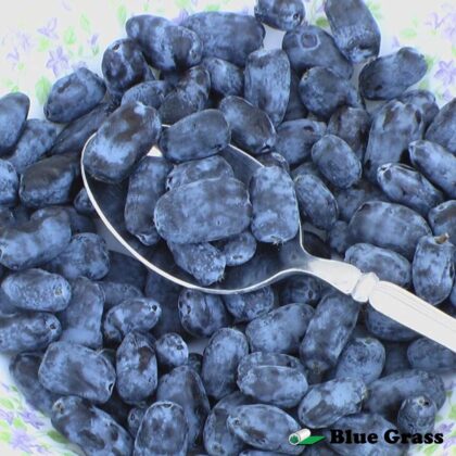 Lonicera-caerulea-kamtschatica-Tundra-honeyberry-haskap
