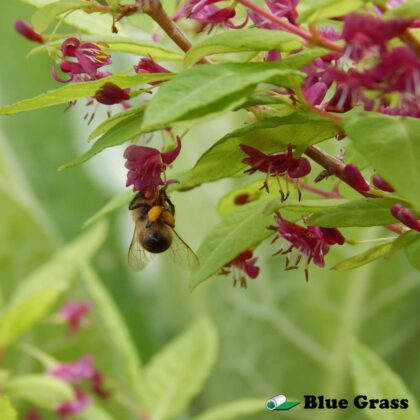 Lonicera-maximowiczii-sachalinensis-honeysuckle