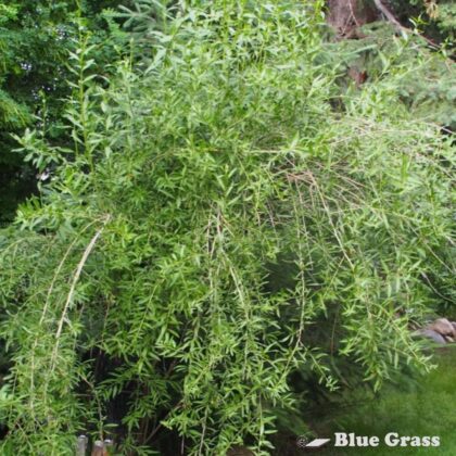 Lycium-barbarum-goji-berry