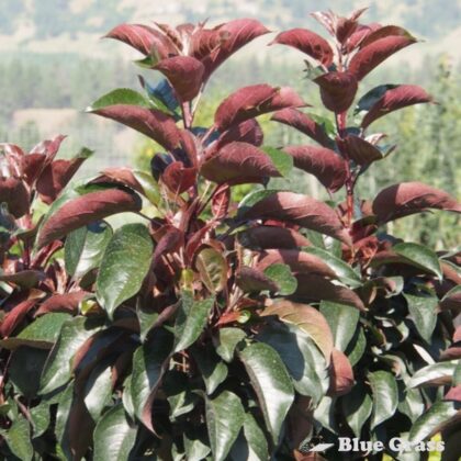 Malus-Jefnite-midnite-spire-rosybloom-crabapple
