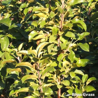 Malus-TreasuRed-apple