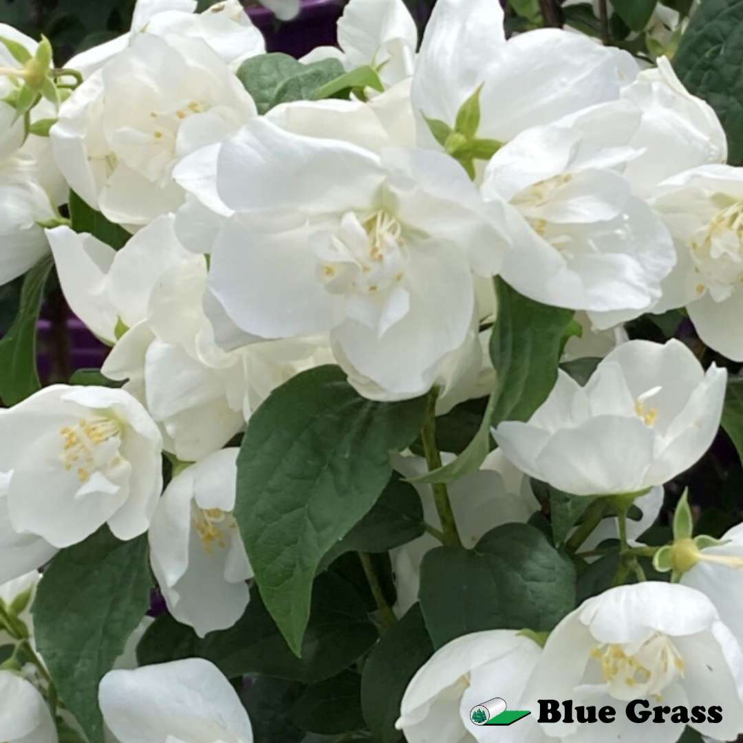 Philadelphus-Snow-white-Fantasy-mockorange