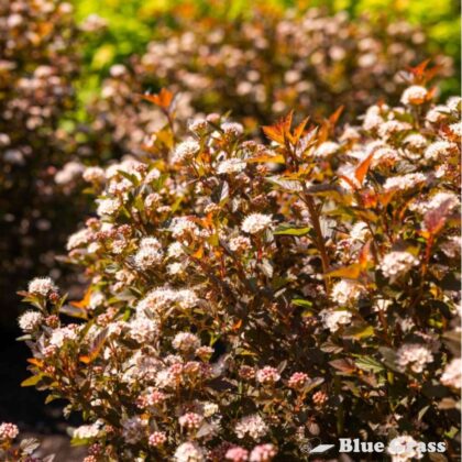Physocarpus-opulifolius-Auntie-B-calico-kitty-ninebark