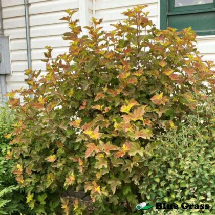 Physocarpus-opulifolius-Center-Glow-ninebark