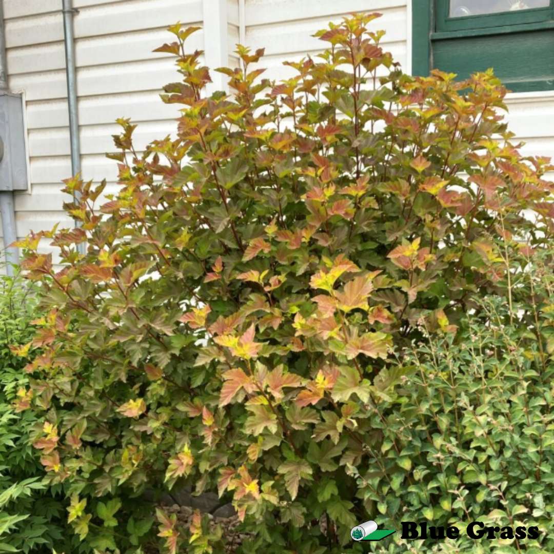 Physocarpus-opulifolius-Center-Glow-ninebark