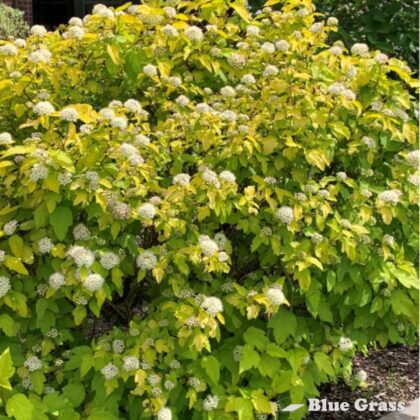 Physocarpus-opulifolius-Podaras-3-lemon-candy-ninebark