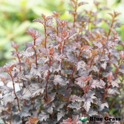 Physocarpus-opulifolius-summer-wine-black-ninebark