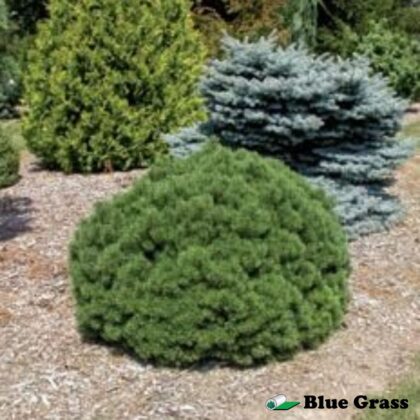 Pinus-mugo-Mops-pine