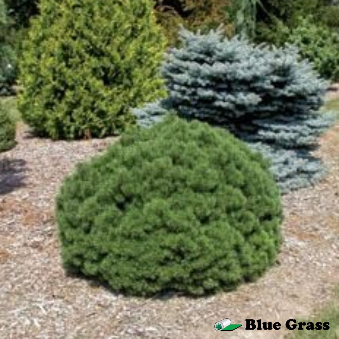 Pinus-mugo-Mops-pine
