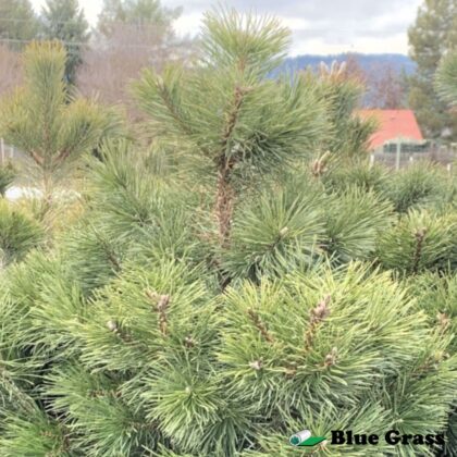 Pinus-mugo-Rostrata-swiss-mountain-pine