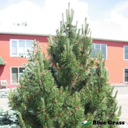 Pinus-mugo-Tannenbaum-mugo-pine