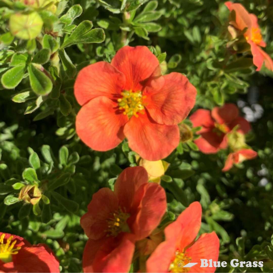 Potentilla-fruticosa-Minporoug01-happy-face-orange-potentilla