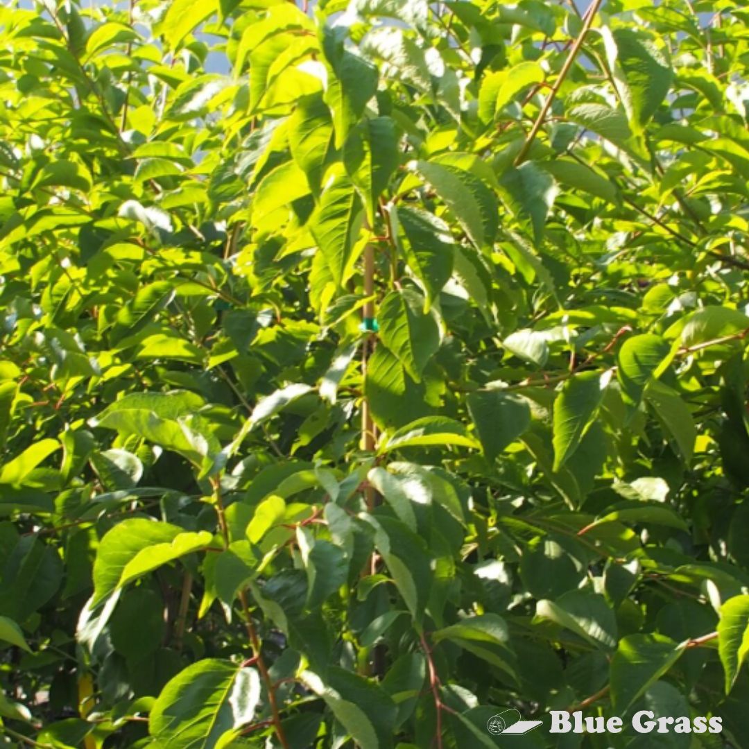 Prunus-Queen-of-Hearts-plum