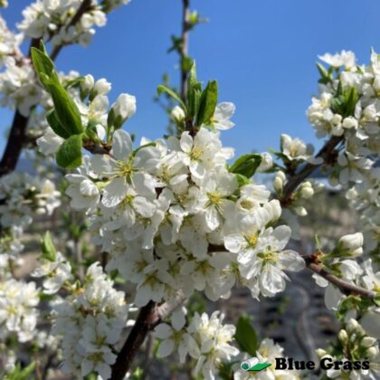 Prunus-Tecumseh-plum