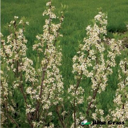 Prunus-besseyi-westsern-sand-cherry