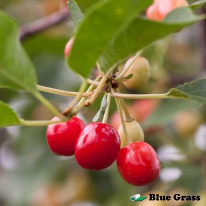 Prunus-cerasus-cutie-pie-sour-cherry
