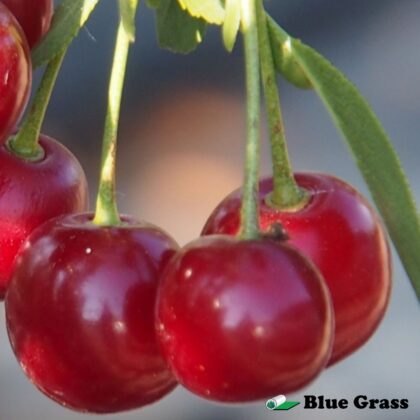 Prunus-cerasus -d'Artagnan-sour-cherry