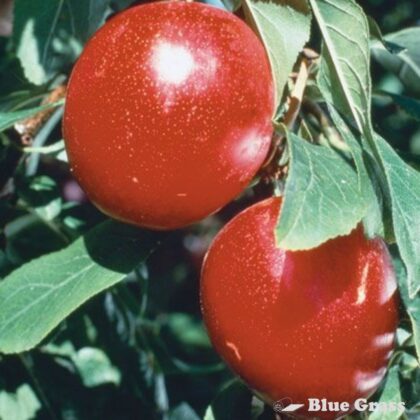 Prunus-salicina-amer-Pipestone-plum