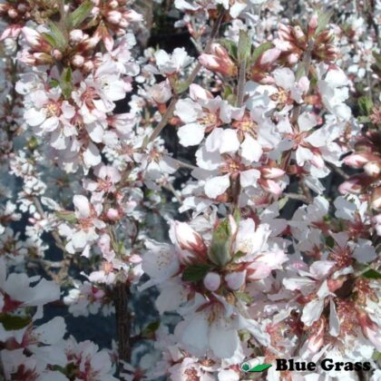 Prunus-tomentosa-pink-candles-nanking-cherry-shrub