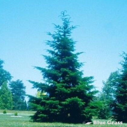 Pseudotsuga-menziesii-glauca-rocky-mountain-douglas-fir