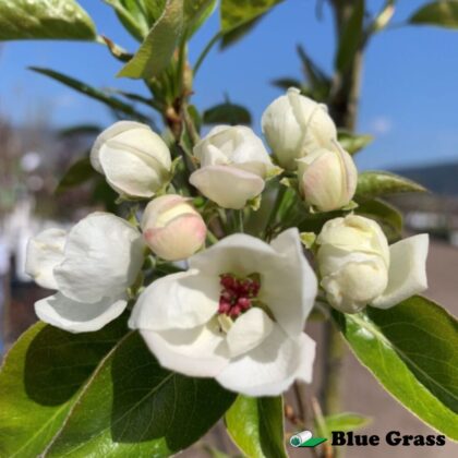 Pyrus-Jefwel-prairie-welcome-pear