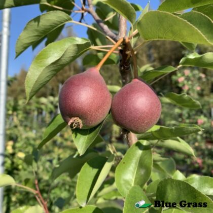 Pyrus-communis-Summercrisp-pear
