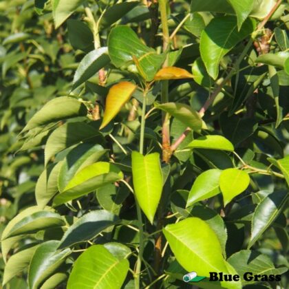 Pyrus-ussuriensis-Paul-pauls-gold-pear